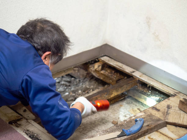 Best Residential Mold Removal  in Bayou Cane, LA