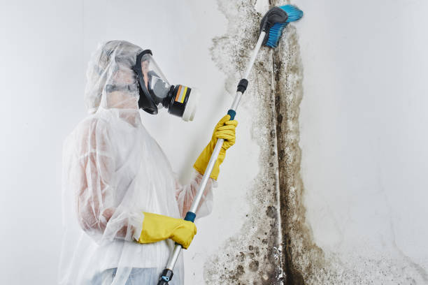 Attic Mold Removal in Bayou Cane, LA