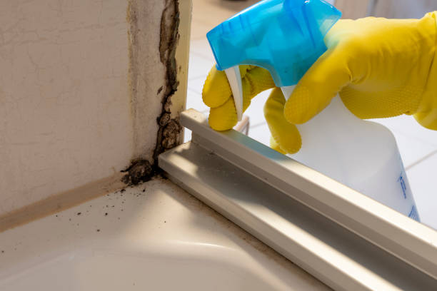 Best Mold Damage Repair  in Bayou Cane, LA