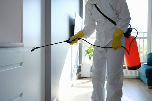Best Fast Mold Removal  in Bayou Cane, LA