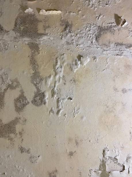 Best Mold Cleaning Services  in Bayou Cane, LA
