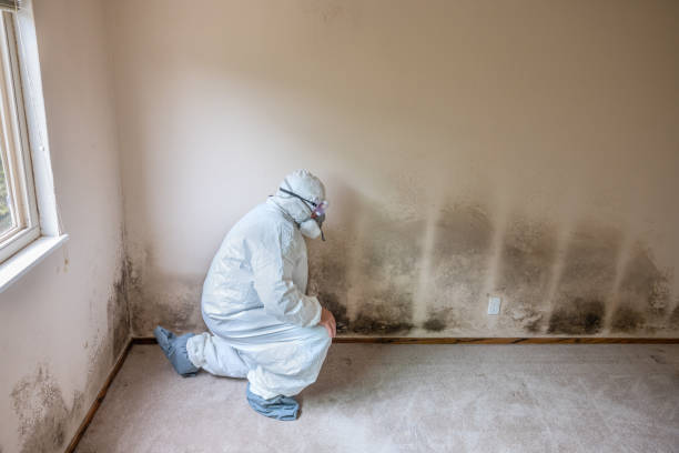 Best Attic Mold Removal  in Bayou Cane, LA