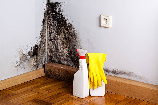 Best Certified Mold Removal  in Bayou Cane, LA